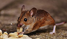 24 Hour & Emergency Exterminators in Middlesex, VT